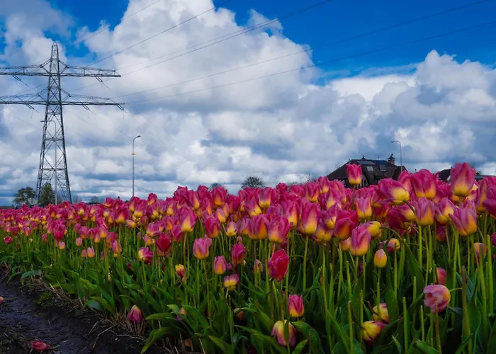 Glamping De Hof Eeden *