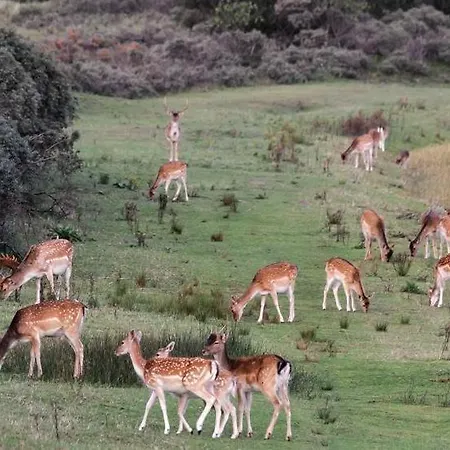 Glamping De Hof Eeden Luksustelt *