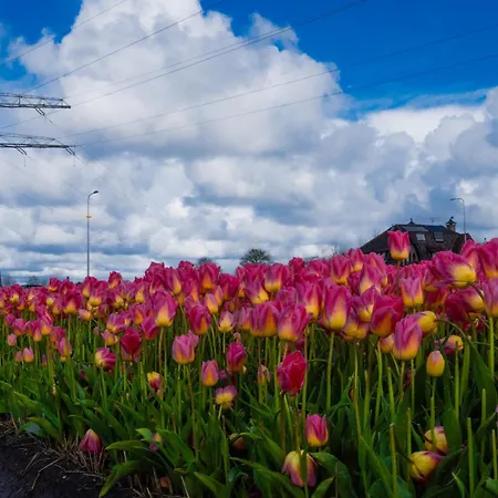 Glamping De Hof Eeden *